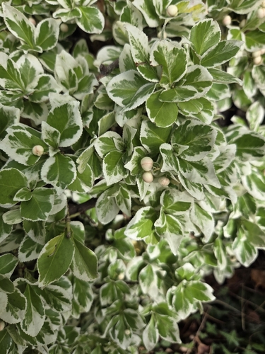 Japanese spindle tree