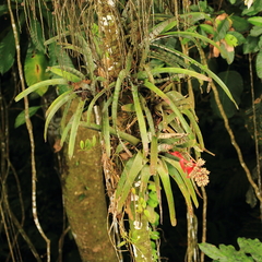 Aechmea chantinii, photograph author not stated, no rights reserved