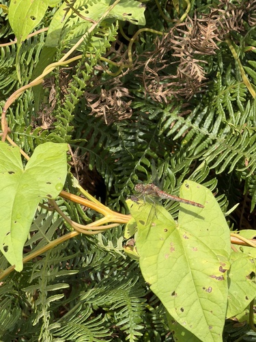 Common Darter