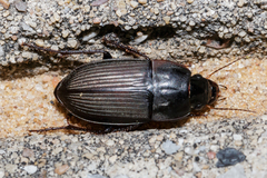 Anisodactylini