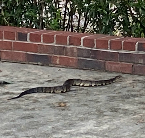 Northern Cottonmouth