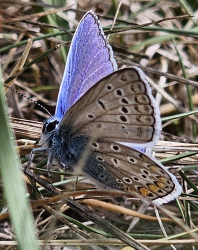 Common Blue