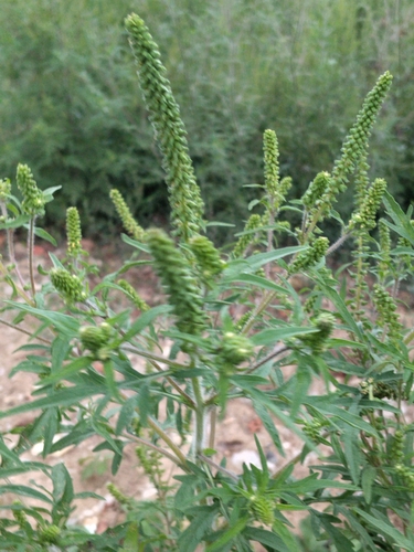 common ragweed