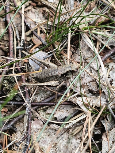Dark Bush-cricket