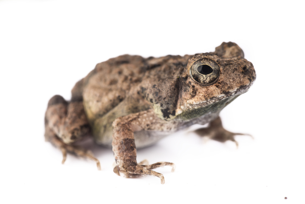 Guayaquil Dwarf Frog