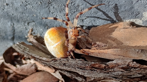 Four-spot Orbweaver