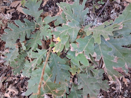 Pyrenean Oak