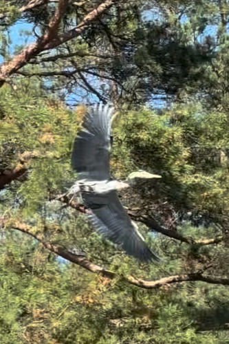 Grey Heron