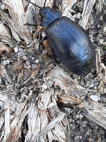 black-punctured leaf beetle