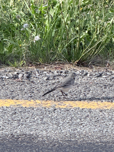 White Wagtail