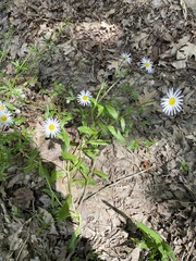 Astranthium integrifolium