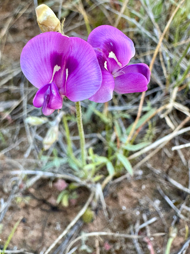 Swainsona sericea, 2026-09-17