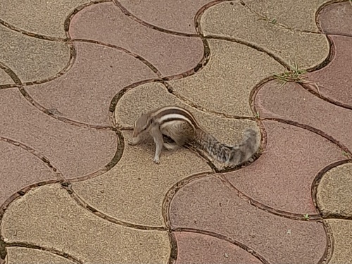 Five-striped Palm Squirrel