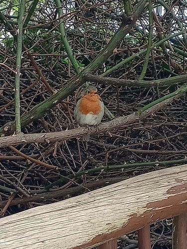 European Robin