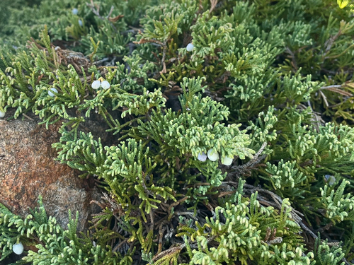 Juniperus horizontalis, photograph 6