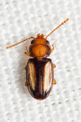 Laemophloeus terminalis