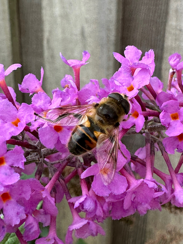 Common Drone Fly