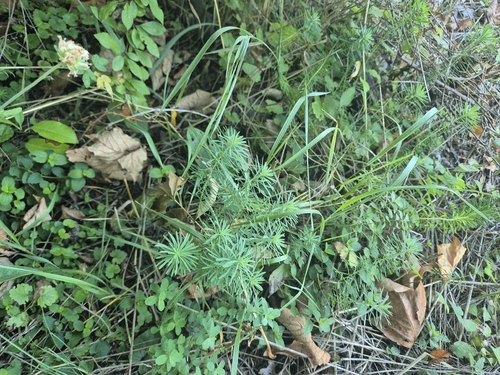 cypress spurge