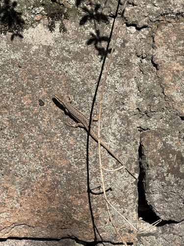 Common Wall Lizard