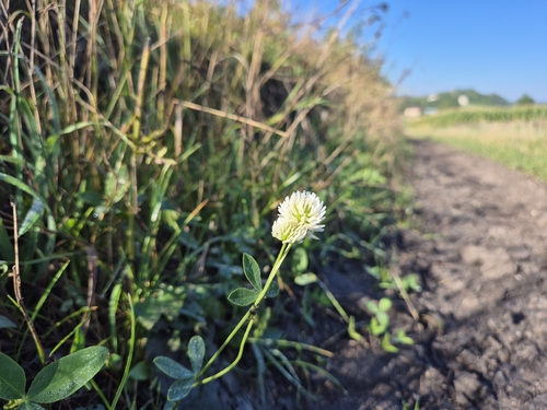 Mountain Clover
