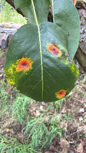 Pear Rust