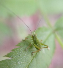 Barbitistes constrictus