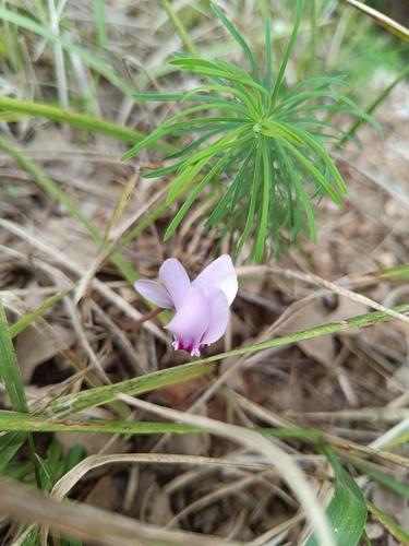 Ivy-leaved cyclamen