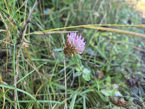 Red Clover