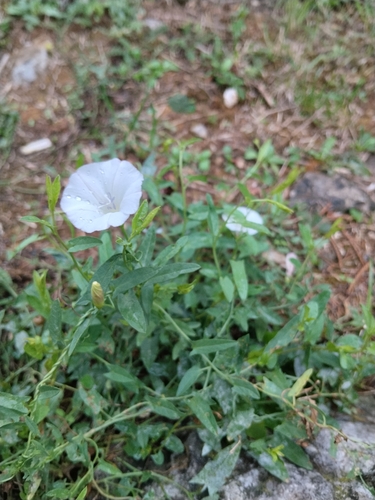 field bindweed