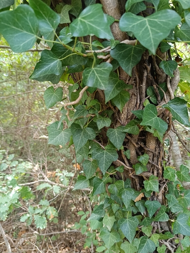 common ivy