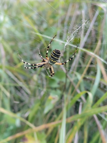 Wasp Spider