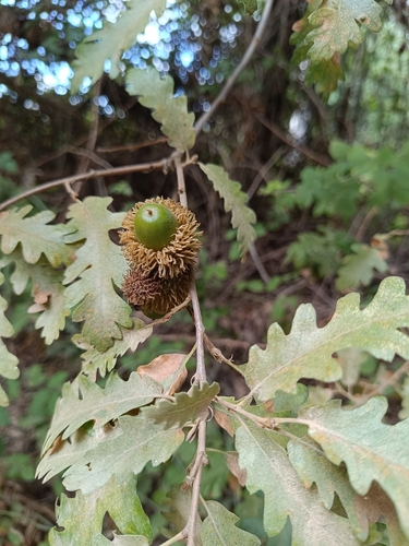 Turkey Oak