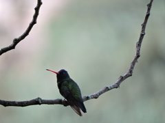 Chrysuronia grayi