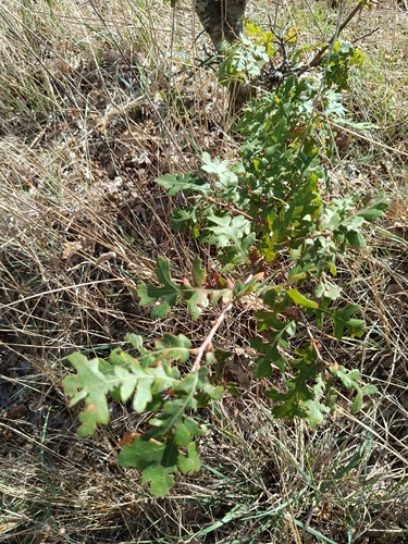 Turkey Oak