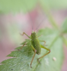 Barbitistes constrictus