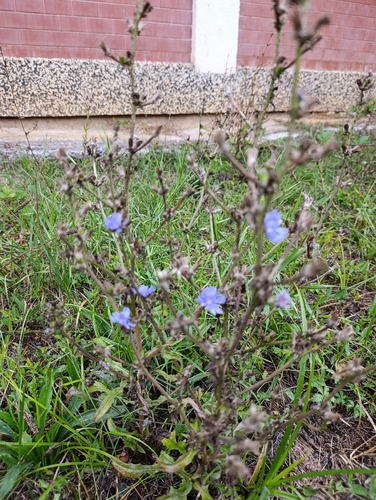 chicory