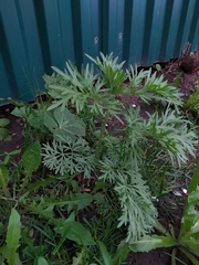 Artemisia absinthium