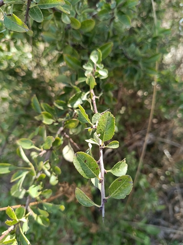 Almond-leaved pear