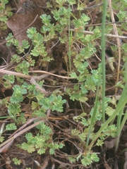 Alchemilla occidentalis