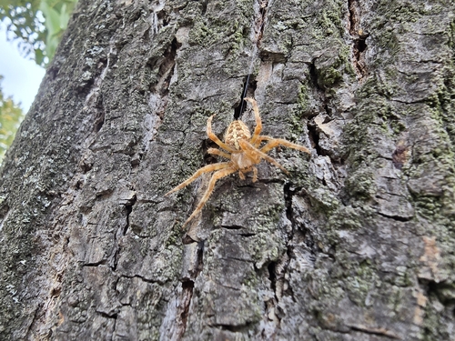 Cross Orbweaver