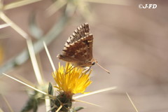 Muschampia alta