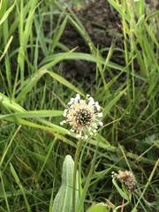 Plantago lanceolata