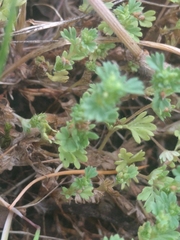 Alchemilla occidentalis