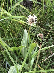 Plantago lanceolata