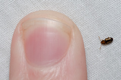 Laemophloeus terminalis