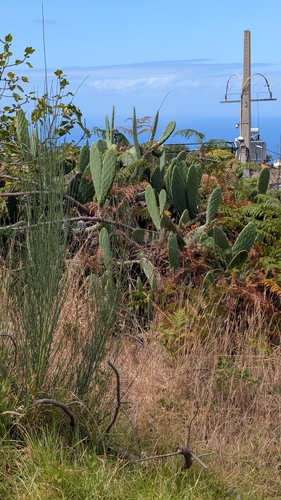 Indian fig opuntia