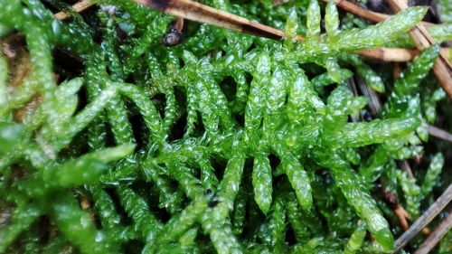 Neat Feather-moss