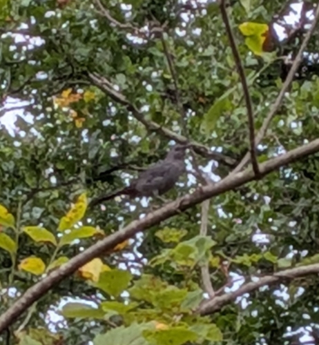 Gray Catbird