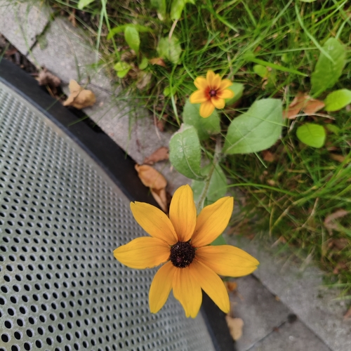 black-eyed Susan