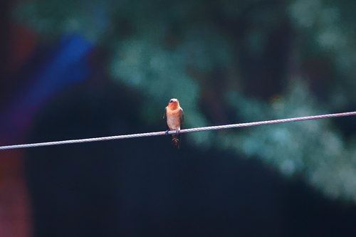 Pacific Swallow